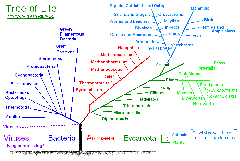 Biological classification